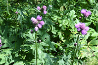 Cirsium alsophilum (Pollini) Soldano